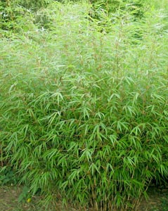Bamboo Fargesia Rufa