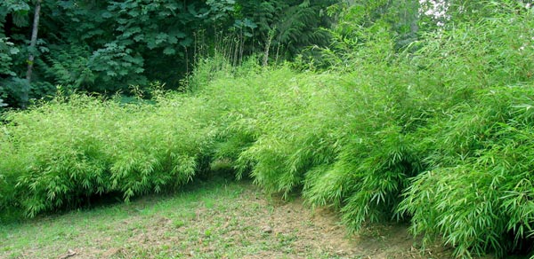 Bamboo Fargesia Rufa