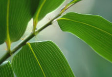 Medium sized bamboo with variegated leaves - Bamboo Hibanobambusa tranquillans