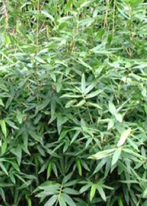Medium sized bamboo with variegated leaves - Bamboo Hibanobambusa tranquillans