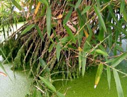 Bamboo Phyllostachys Atrovaginata Green Perfume