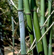 Bamboo Phyllostachys Bissetii