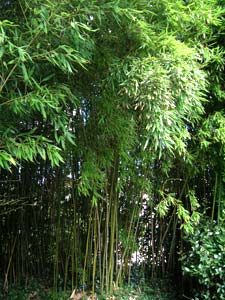 Bamboo Phyllostachys Humilis