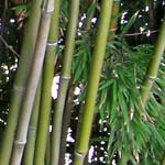 Bamboo Phyllostachys Humilis