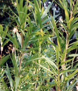 Bamboo Pleioblastus chino