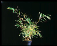 Bamboo Pleioblastus chino