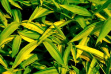 Bamboo Pleioblastus auricomus