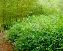 Bamboo Pleioblastus pygmaeus