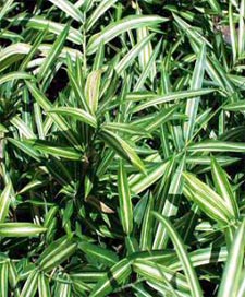 Bamboo Pleioblastus shibuyanus Tsuboii