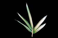 Bamboo Pleioblastus shibuyanus Tsuboii