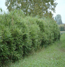 Bamboo Sasa Japonica Tsutsumiana