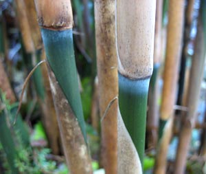 Pseudosasa Japonica