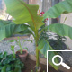 Hardy Banana tree - Musa basjoo