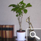 Baobab - adansonia digitata