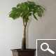 Baobab - adansonia digitata