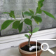 Baobab - adansonia digitata