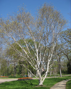 Himalayan Birch - Betula utilis