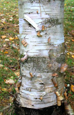 Himalayan Birch - Betula utilis