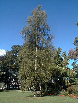 Silver Birch or Weeping Birch - Betula pendula or betula alba or betula verrucosa