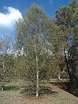 Silver Birch or Weeping Birch - Betula pendula or betula alba or betula verrucosa