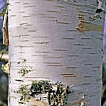Paper Birch - Canoe Birch - Betula papyrifera - Betula grandis