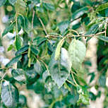Paper Birch - Canoe Birch - Betula papyrifera - Betula grandis