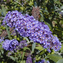 Buddleia or Butterfly bush 'Adonis blue Adokeep' - Buddleia davidii or Buddleia variabilis