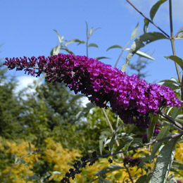 Buddleia or Butterfly bush 'Mauve' - Buddleia davidii or Buddleia variabilis