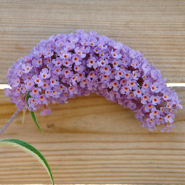 Buddleia or Butterfly bush 'Nanho purple' - Buddleia davidii or Buddleia variabilis