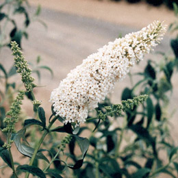 Buddleia or Butterfly bush 'White profusion' - Buddleia davidii or Buddleia variabilis
