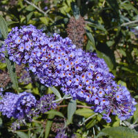 Buddleia 'Adonis blue Adokeep'