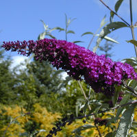 Buddleia 'Mauve'
