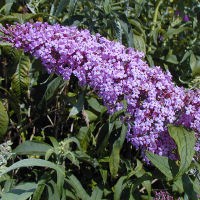 Buddleia 'Pink delight'