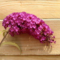 Buddleia 'Royal Red'