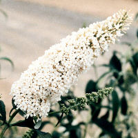 Buddleia 'White profusion'
