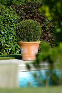 Potted Box Ball &Oslash;40/45 cm, Potted Box Ball &Oslash;30/35 cm, Potted Box Ball &Oslash;20/25 cm