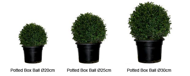 Potted Box Ball &Oslash;40/45 cm, Potted Box Ball &Oslash;30/35 cm, Potted Box Ball &Oslash;20/25 cm