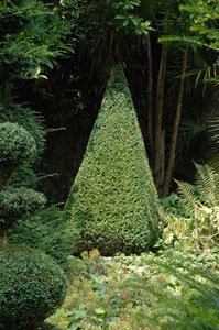 Potted Box Cone, Potted Box Pyramid height 50/60 cm, Potted Box Cone, Potted Box Pyramid height 90/100 cm
