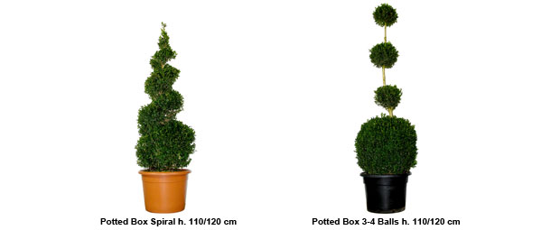 Topiary Potted Box Spiral height 110/120 cm, Topiary Potted Box 3-4 Balls height 110/120 cm