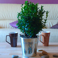 Common Box with its decorative zinc flower pot