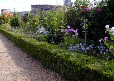 Common Box - European Box - Buxus sempervirens