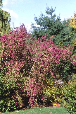Beauty berry 'Profusion' - Callicarpa bodinieri 'Profusion' 
