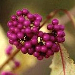 Callicarpa bodinieri 'Profusion'