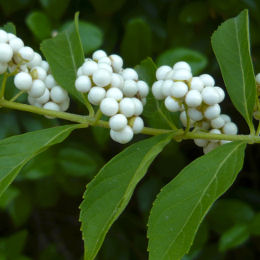 Beauty berry 'Albibacca' - Callicarpa dichotoma 'Albibacca'