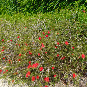 Laevis Bottlebrush