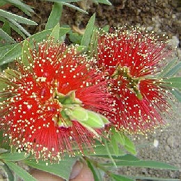 Little John Bottlebrush - Callistemon 'Little John'