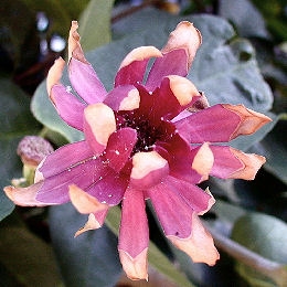 Carolina allspice - Calycanthus floridus or calycanthus sterilis 