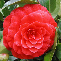 korean fire camellia