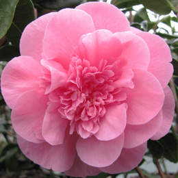 Japanese Camellia 'Debbie' - Camellia japonica 'Debbie'