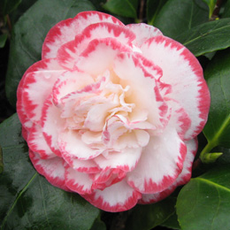 Japanese Camellia 'Margaret Davis' - Camellia japonica 'Margaret Davis'
